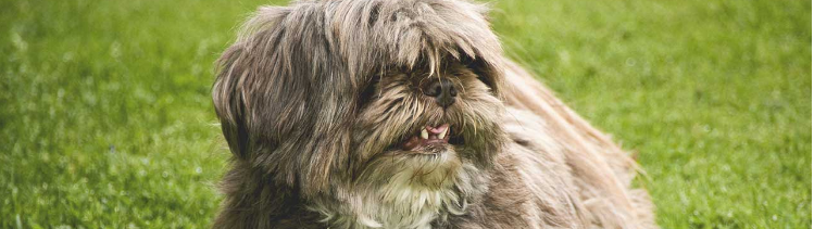 Illustration de l'article : 12 races de chiens populaires et leurs prédispositions aux maladies